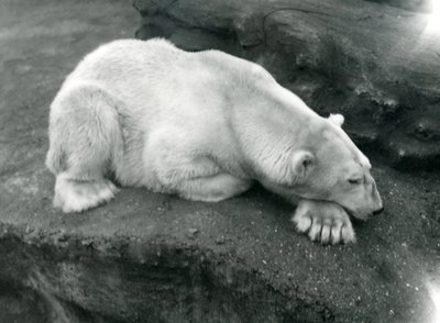 Een ijsbeer rustend met zijn hoofd op zijn poot in de London Zoo, oktober 1920 door Frederick William Bond